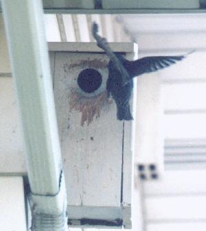 a starling and his nest box full of grub-eating young