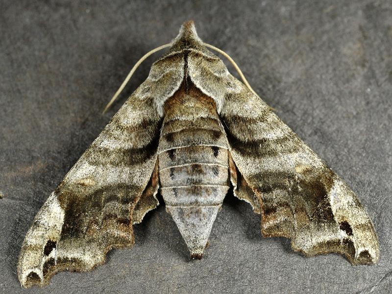 Types Of Moths In Canada
