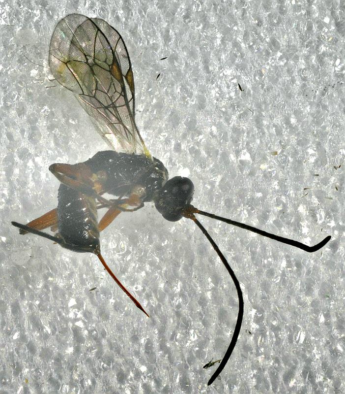 Insects in an Urban Garden - Hymenoptera